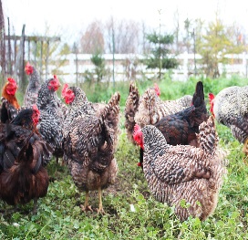 Poulet bio - Maison Vezin