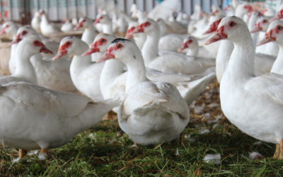 À la découverte de notre élevage de canard de Barbarie biologique
