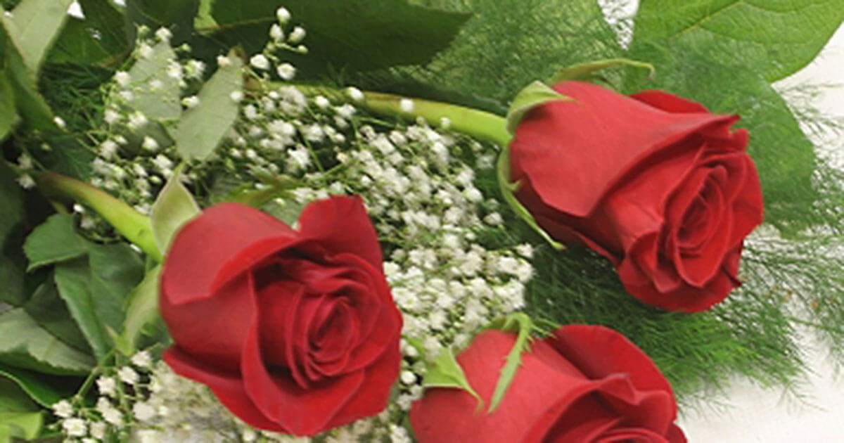 Pour des fleurs écoresponsables à la Saint-Valentin! | Boucheries et ferme  biologiques Saint-Vincent